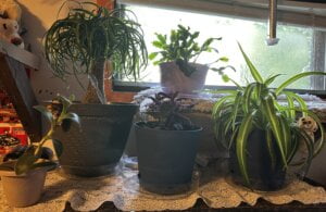 Plants and more plants